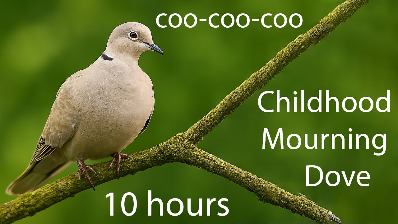 Mourning Dove Childhood Sound coo-coo-coo 10 Hours - NO ADS - YouTube