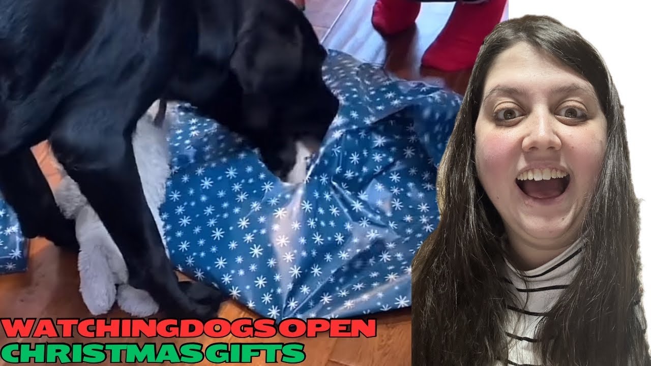 DOGS GO CRAZY Opening Christmas Gifts YouTube Dogs go crazy opening christmas gifts youtube
