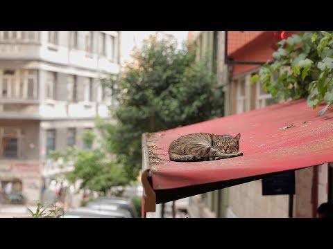 "Kedi" el documental sobre los gatos de Estambul llega a España