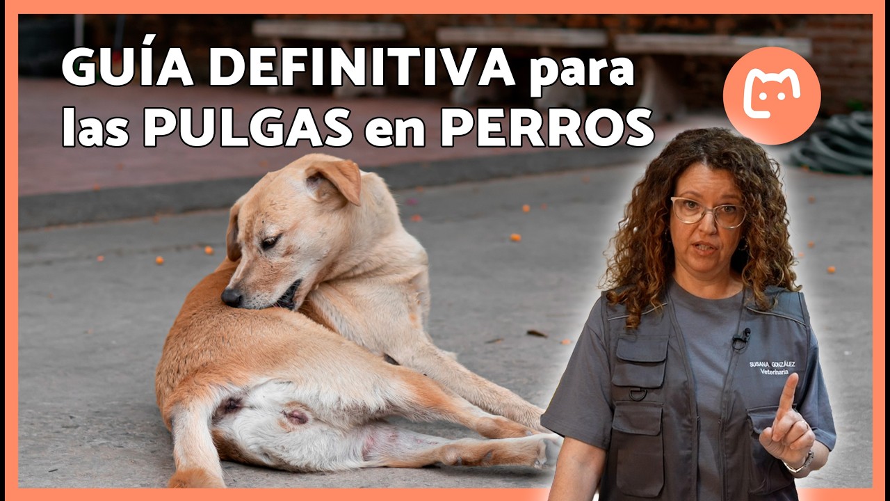 Pulgas en perros: cómo detectarlas, eliminarlas y evitar que vuelvan ⚠️