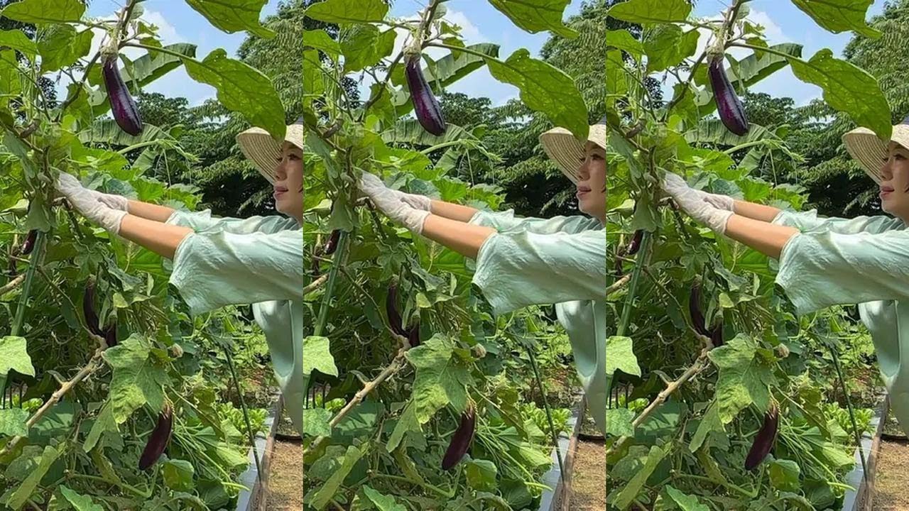 菜园子又大丰收了，在热带稍微勤劳一点点就吃不完的菜呀！