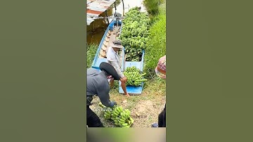 Tại sao chuối Xiêm được ưa chuộng? #shorts