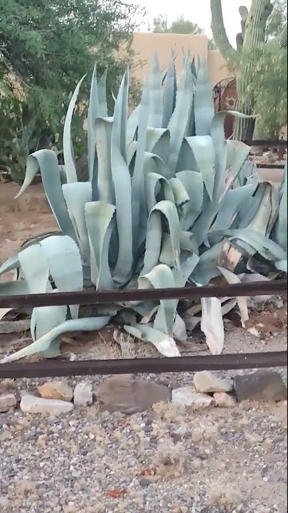 14+ Century Plant Care