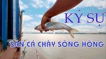 Ký sự săn cá Chày mắt đỏ (cá Rói) sông Hồng