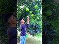 Nature fruit amazing falling videography 👀 #nature #magic #videography #creative #shorts #farming