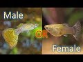 How to find the gender of a guppy