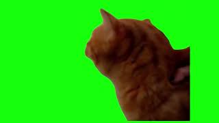 Cat Screaming No - Green Screen