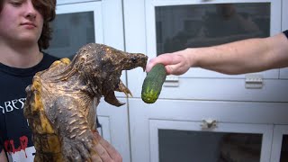 MONSTER TURTLE - BIGGEST ALLIGATOR SNAPPER ON YOUTUBE BITES EVERYTHING IN SIGHT