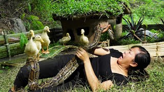 Being attacked by a python  Try to protect the ducklings| OffGrid Living