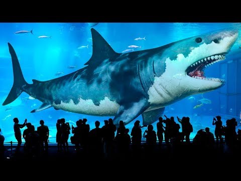 지구상에 존재한 가장 큰 상어 10종류