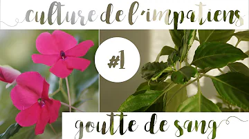 Pourquoi une plante goutte ?