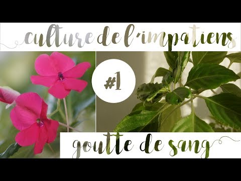 Vídeo: Reg de plantes d'Impatiens: quan regar les flors d'Impatiens