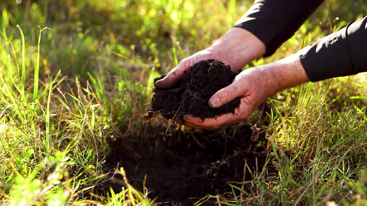 Mundipharma Video（茶树精油）