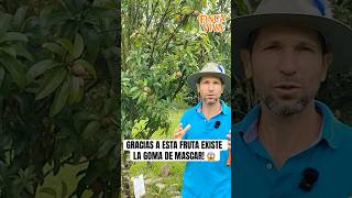 Del látex del Chicozapote salió la primera goma de mascar,lo sabias? 👀🤯 #frutas #exoticas #finca