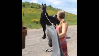 Horses funny