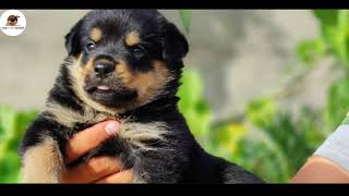 3 Most popular dogs breed || amazing quality decent price || @Eyna the gsd life