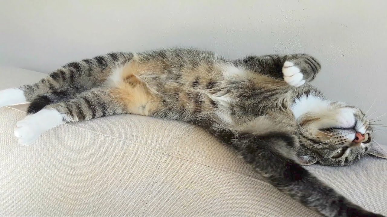 Ultimate compilation of cats showing their bellies YouTube