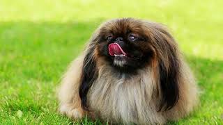 Pekingese Dog | Facts, History & Characteristics by All Animal Breeds 12 views 2 years ago 2 minutes, 1 second