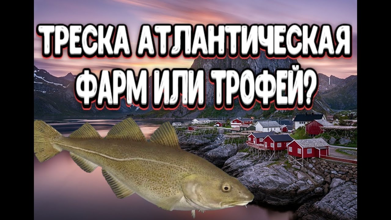 РР4 | Треска атлантическая | Фармить серебро или высиживать трофей? | Норвежское море