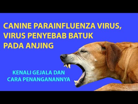 Video: Punca Batuk Pada Anjing - Cara Merawat Batuk Pada Anjing