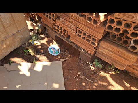 Esconderijo Secreto Olha onde a Cachorra escondeu