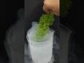 tree versus liquid nitrogen viral video ☠️🎥#experiment #shortsviral #liquid nitrogen# satisfying