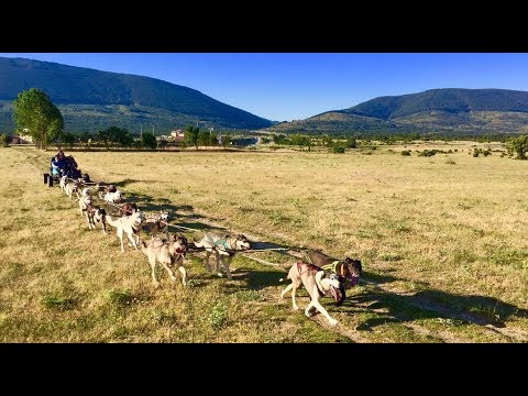 Video: Cómo Hacer Un Trineo Tirado Por Perros