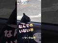 まるで5歳児⁉️幼い口調で #しゃべる猫