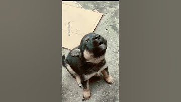 Thumbnail of puppy crying😭❤️ #shorts #puppiessound #cutepuppy #shortvideo #doglovers #4kstatus #viral