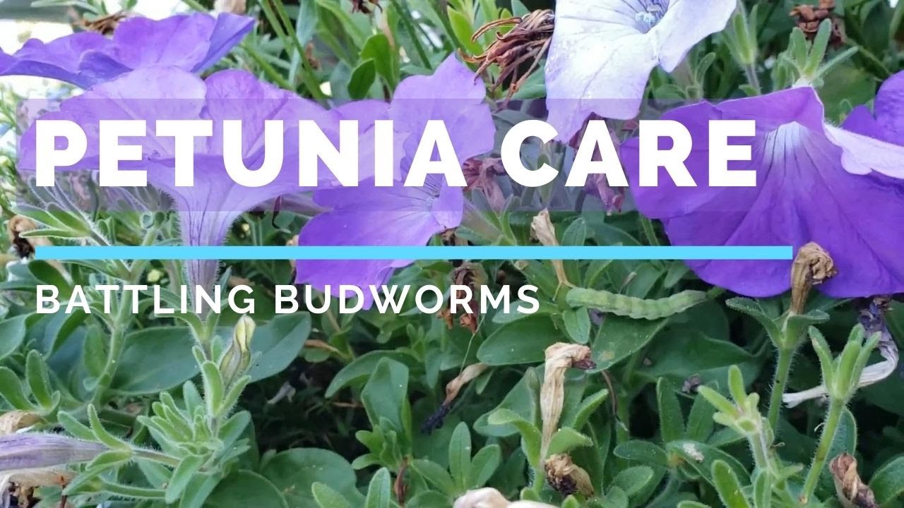 Petunia Care Battling Budworms YouTube