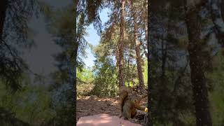 I Made A New Friend. A Squirrel.