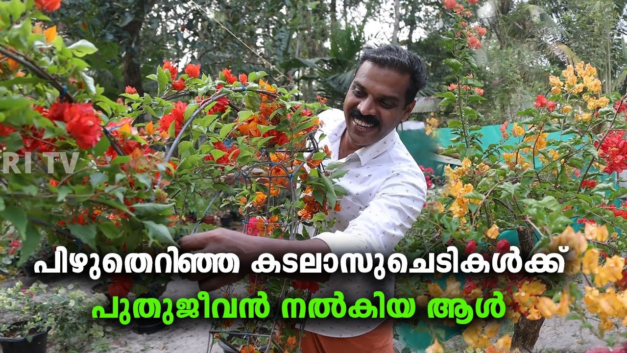പലരും ഉപേക്ഷിച്ച ബോഗൺവില്ല ചെടികൾ വീട്ടിലെത്തിച്ചു രക്ഷിച്ചെടുക്കുകയാണ് സിജി I Bougainville , Siji