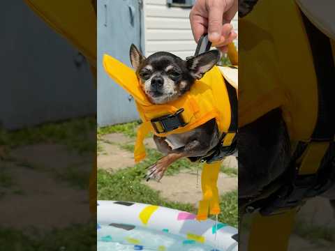 Sound ON For Tiny Chihuahua Snorts While Swimming In A Pool Wearing A Bee Life Vest 🐝💦