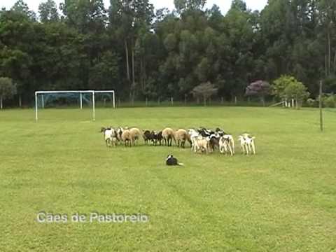 O Pastor Inglês é O Mais Inteligente Do Mundo. Collie Da Fronteira Marrom  No Treinamento De Serviço De Pastoreio Fica Feliz Sob a Imagem de Stock -  Imagem de amizade, animais: 215435891