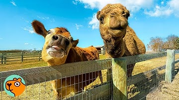 Baby Camel Was All Alone. Then Calf Changed Everything | Cuddle Buddies