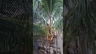 Pohon kelapa mini