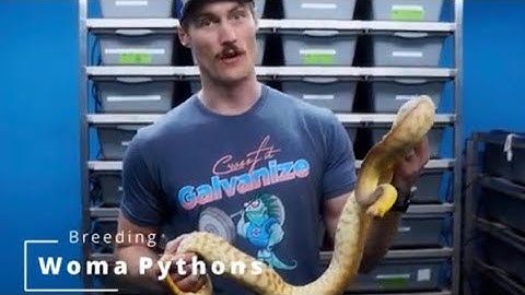 How to Breed Woma Pythons!