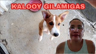 #AMEGAVLOGGER #247 VLOG KALOOY GILAMIGAS