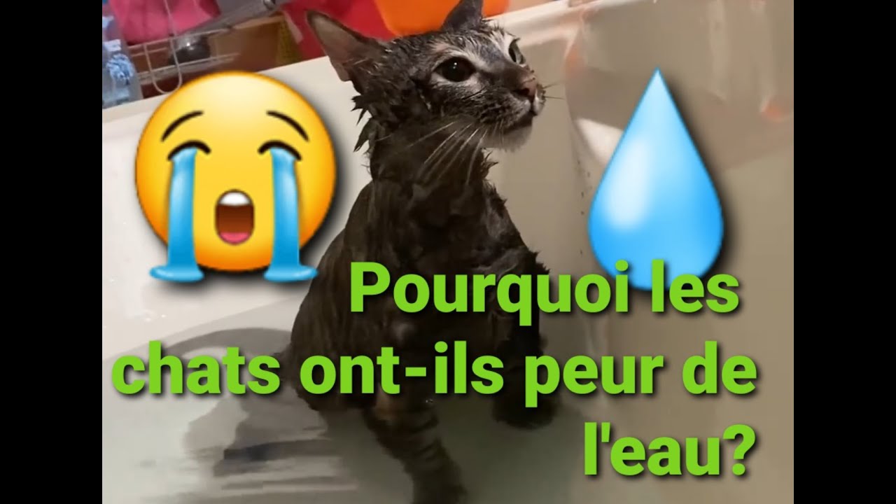 Pourquoi Les Chats Ont Ils Peur De L Eau Youtube