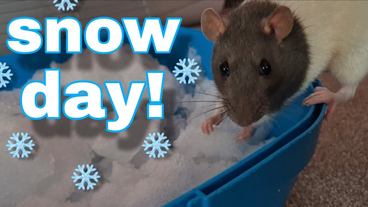 snow day!