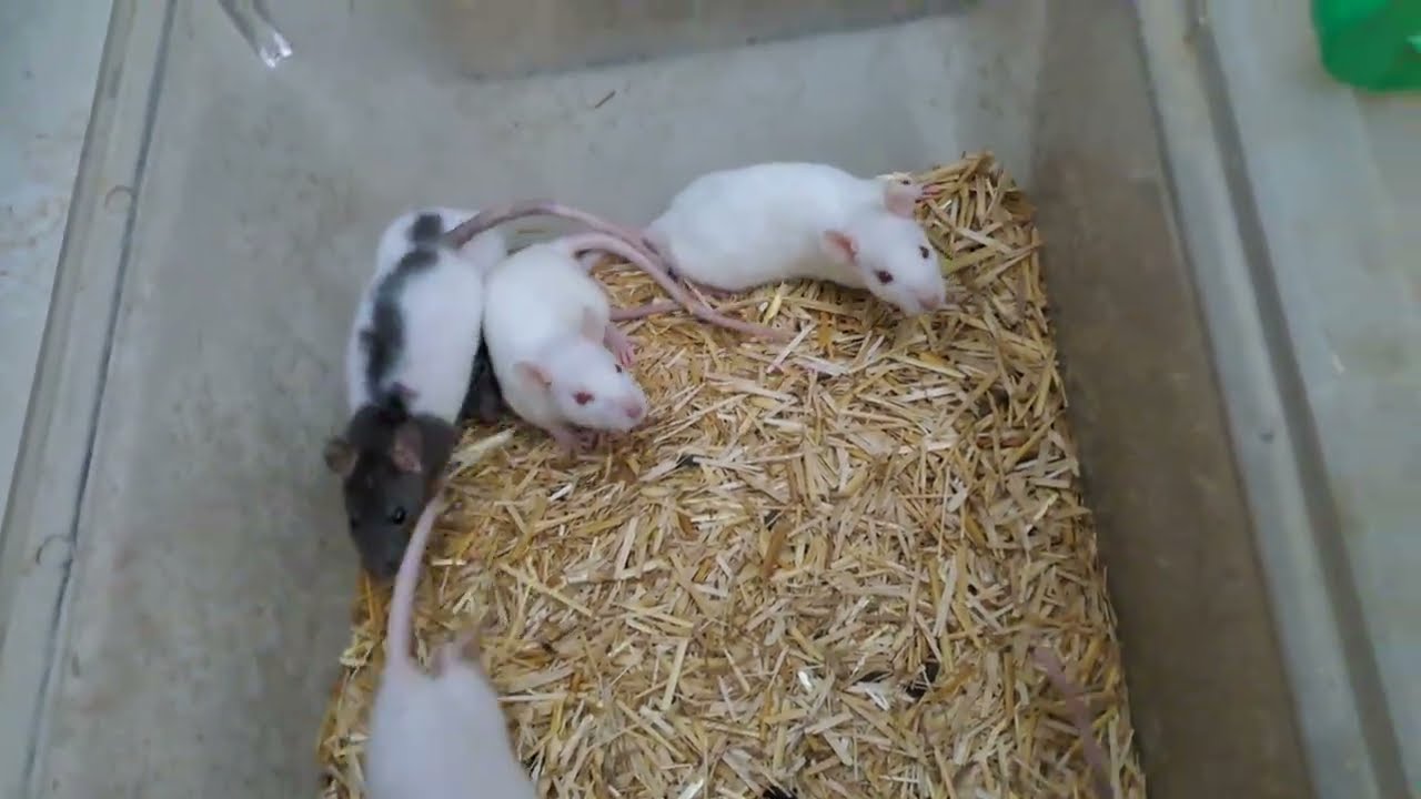 40-Day Rat Baby Explosion! Tiny to Foodie Stars! 