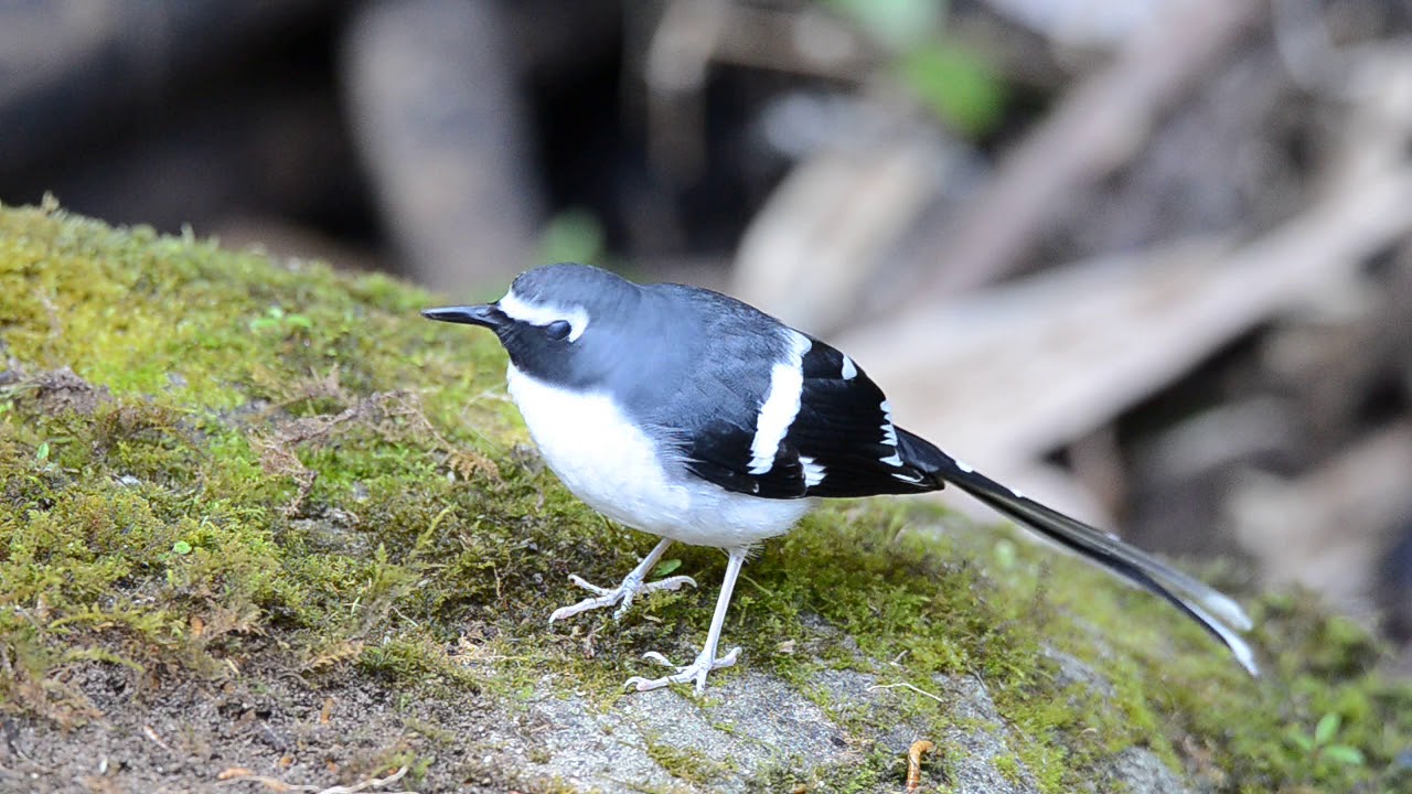 slaty-backed forktail (Enicurus schistaceus) b