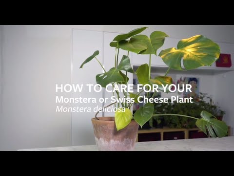 Video: Monstera Plant Care - Wann und wie man eine Schweizer Käsepflanze umtopft