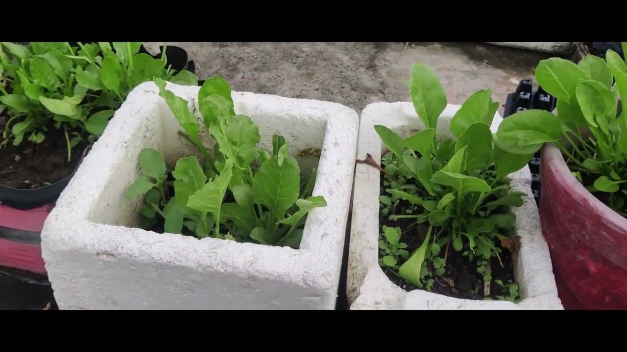 Terrace Garden Kitchen Garden   total Organic green vegetables Organic + Green = YTORGREEN
