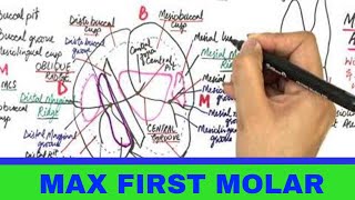 Maxillary Permanent First Molar  Tooth Morphology