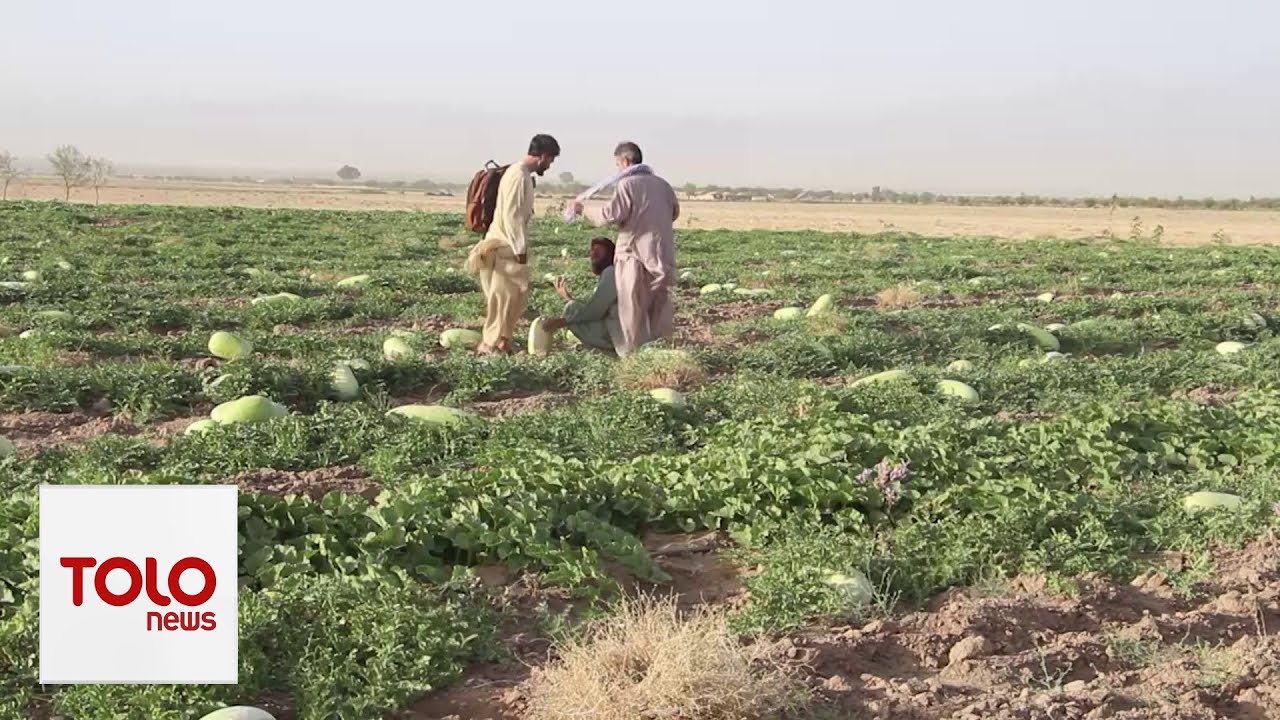 افزایش تولید خربوزه در هرات؛ باغداران از نبود بازار صادراتی شکایت دارند