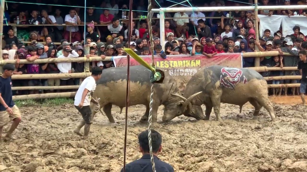 Gandang Batu LDT Padatindo Win vs Babe BBT Nanggala