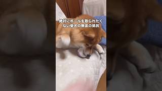 A Shiba Inu That Doesnt Say A Word But Conveys A Strong Will To Its Owner That It Will Absolutel