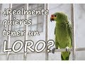 Como cuidar un LORO | ¿REALMENTE QUIERES TENER UNO?