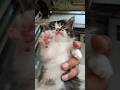 suara anak kucing panggil induknya